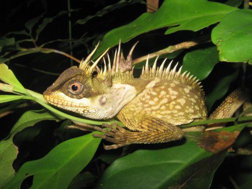 Die drachenähnliche Eidechse (Acanthosaura phuketensis) könnte dem Reich der Serie „Game of Thrones“ entsprungen sein. Foto: APA