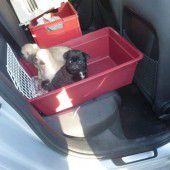 Hundewelpen illegal am Parkplatz verkauft