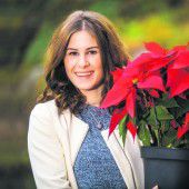 Weihnachtsstern zum Vorteilspreis sorgt für einen blumigen Advent