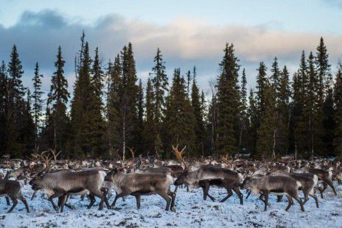 Milde Winter mit viel Regen seien schuld an den abgemagerten und kleineren Rentieren. Afp