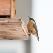Auf Wintervögel wartet Zählung