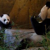 Mutiges Panda-Mädchen