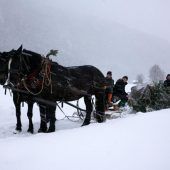 Mit Pferdegespann auf Christbaum-Abholtour