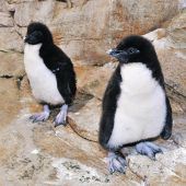 Flauschige Pinguinkinder