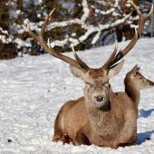 Rotwild genießt die Wintersonne