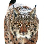 Der Luchs ist da