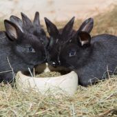 Kaninchen für Oberlech