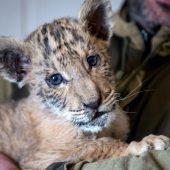 Halb Löwe, halb Tiger