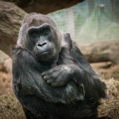 Ältester Gorilla der Welt in Ohio gestorben