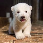 Eisbärbaby im Berliner Tierpark ist ein Junge