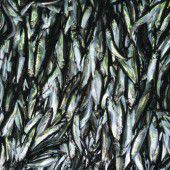 Für Millionen sind Fische 2050 nicht mehr leistbar