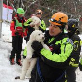 Hundewelpen fünf Tage nach Lawine gerettet