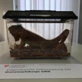 Ein Leguan im Koffer