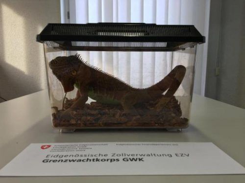 Der von Vorarlberg in die Schweiz geschmuggelte artgeschützte Leguan wurde inzwischen fachgerecht untergebracht. Foto: GWK