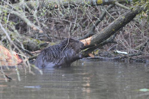 Die Biber haben sich auch im Natura-2000-Gebiet Bangs-Matscheln niedergelassen. Foto: Hollenstein