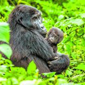 Strenge Auflagen, um die Gorillas zu schützen