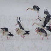 Überlebenskampf für Großvögel im Rheintal