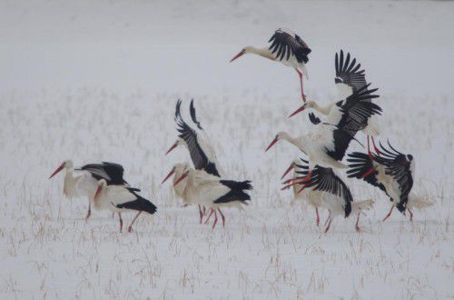 Fast die gesamte Storchenpopulation im Rheintal versammelt sich derzeit beim Häusle. Foto: VN/Hartinger