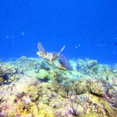 Bunte Unterwasserwelt ist Eldorado für Taucher