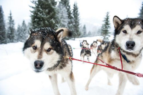 Nachdem die Herrin vom Schlitten gestürzt war, lief das Huskie-Gespann bis zum Grenzgebiet bei Bangs.  Foto: VN/Rhomberg