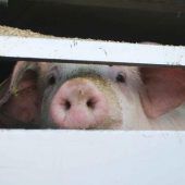 Lehren für Politik und Landwirtschaftskammer?