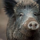 Jagd nach Wildschweinen