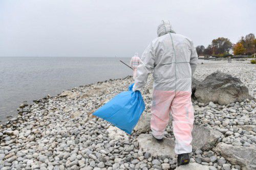 Weil in Nachbarstaaten verstärkt infizierte Wildvögel gefunden werden, gilt auch Österreich als „Gebiet mit erhöhtem Geflügelpestrisiko“. dpa