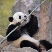 Bao Bao zieht nach China