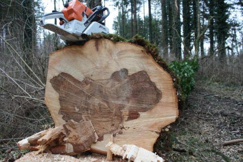 Der Pilz verursacht Stammfäule und lässt auch die Wurzeln der Bäume faulen.  Foto: doh