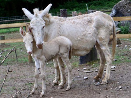 Barockesel Sissy wurde von unbekannten Besuchern mit Eibenzweigen gefüttert und ist kurze Zeit später qualvoll verendet.  Foto: koe