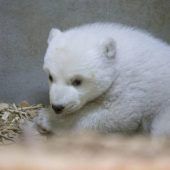 Münchner Eisbär-Baby ist ein Mädchen