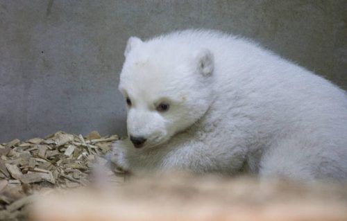 Das Eisbärbaby wurde erstmals untersucht. Die Kleine ist kerngesund und wiegt 8,4 Kilogramm. Foto: Tierpark Hellabrunn/Marc Müller