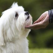 Schwarzer Pkw wurde für Hund zu einem qualvollen Backofen