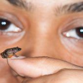 Wissenschaft staunt über Minifroscharten