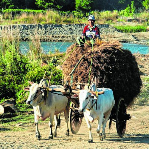 Die Ochsenkarren sind in Burma wichtiges Transportmittel.