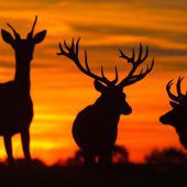 Jägerschaft über dem Soll