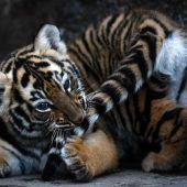 Verspielter kleiner Tiger