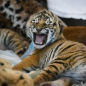 Brüllen wie ein großer Tiger