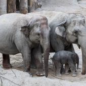 Elefantenbaby im Zürcher Zoo geboren
