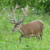 Wildwechsel auf der Landebahn