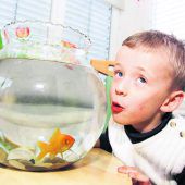 Tierkommunikation ist nicht für die Fische