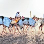 Kamele donnern über den Sand