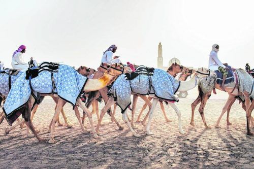 Kamele werden heute nicht mehr als „Transportmittel“ benutzt.