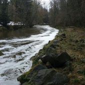 Tote Fische in der Leiblach