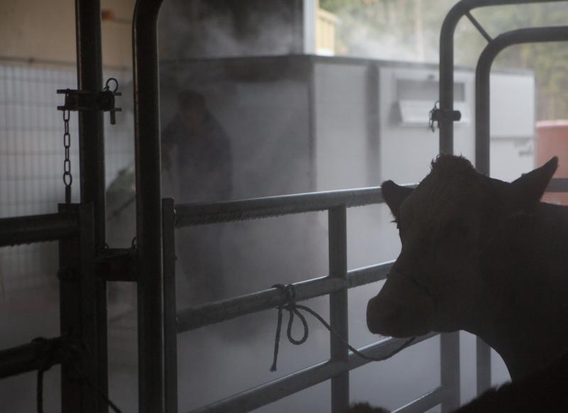 In Feldkirch soll es 2023 zu einem Tierschutzvergehen gekommen sein. symbol/vn