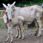 Wildpark startet Spendenaktion für Esel-Stute