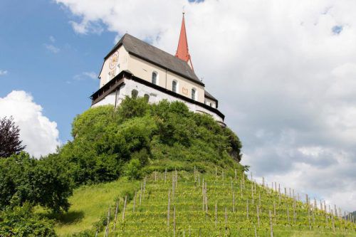 450 Weinreben umfasst die Pacht am Liebfrauenberg. Foto: Gemeinde