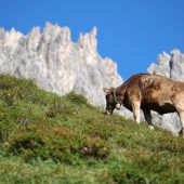 Ökoland-Pflicht gilt auch für Alpen