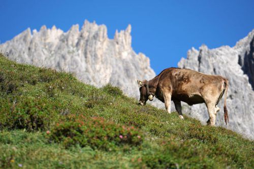 Wo sich die Rinder des Dornbirner Hofs angesteckt haben, ist noch unklar. Berchtold