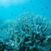 Erneut Korallenbleiche am Great Barrier Reef